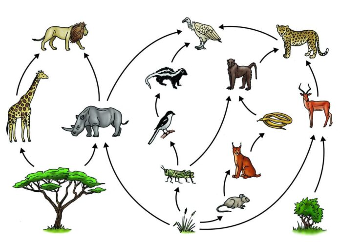What is an explicit explanation of the food chain?