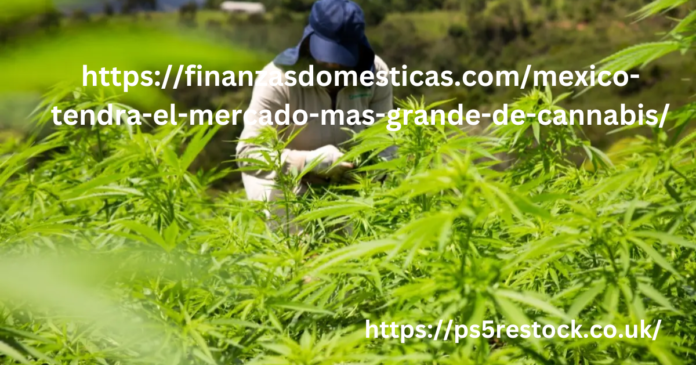 https://finanzasdomesticas.com/mexico-tendra-el-mercado-mas-grande-de-cannabis/